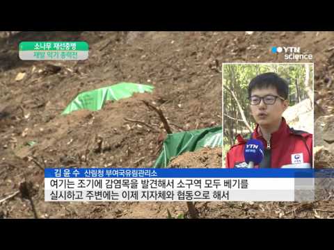 [사이언스 TV] 소나무재선충병 재발생률 줄인다