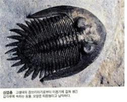 엽