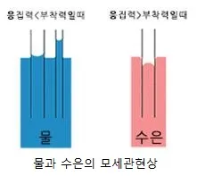 모세관 현상(capillary phenomenon / capillarity)