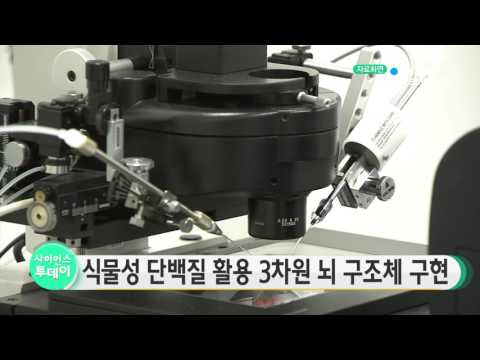 [사이언스 TV] 식물성 단백질 활용한 3차원 뇌 구조체 구현