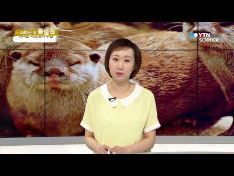 [사이언스 TV] 귀여운 얼굴의 포식자 '수달'