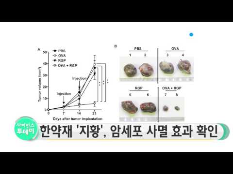 [사이언스 TV] 한약재 '지황', 암세포 사멸 효과 확인