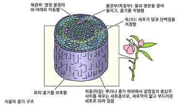 리그닌