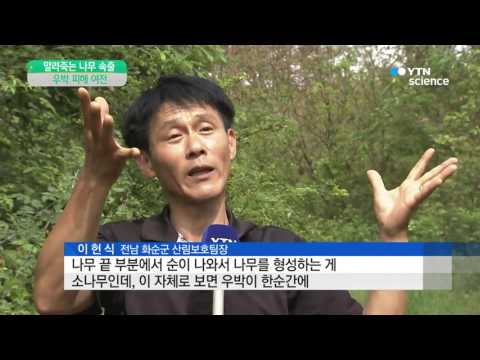 [사이언스 TV] 축구장 천배 넘는 산림 우박때문에 고사 위기