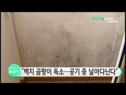 [사이언스 TV] 벽지 곰팡이 독소…공기 중 날아다닌다