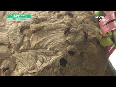 [사이언스 TV] 날씨 오후부터 장마 소강...다시 폭염 기승