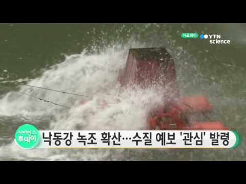 [사이언스 TV] 낙동강 녹조 다시 확산...수질예보 관심 발령