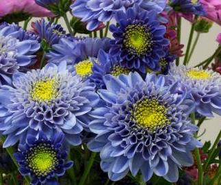 [사이언스타임즈] 세계 최초로 진청색 국화꽃 탄생