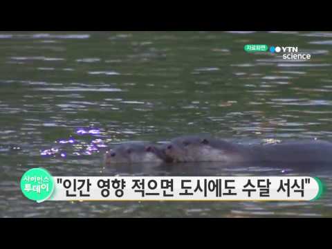 [사이언스 TV] 수질 좋고 인간영향 적으면 도시에도 수달 서식 가능
