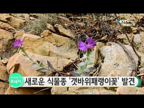 [사이언스 TV] 새로운 식물종 '갯바위패랭이꽃' 발견