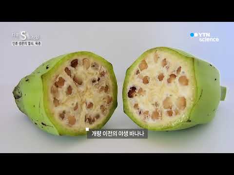 [사이언스 TV] 인류 생존의 열쇠, 육종