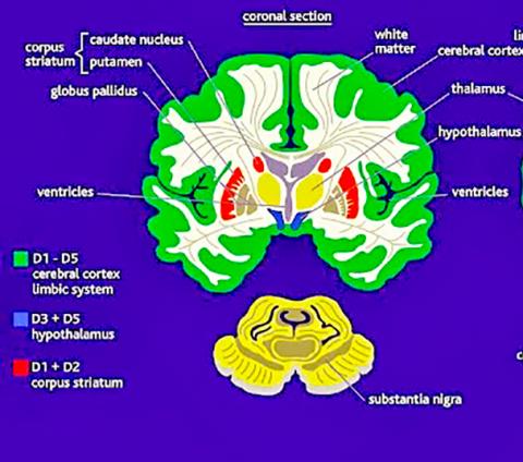 [사이언스타임즈] 액션 비디오게임, 뇌 건강 해친다