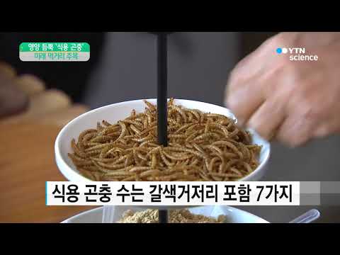[사이언스 TV] 미래 먹거리 '식용 곤충' 인기