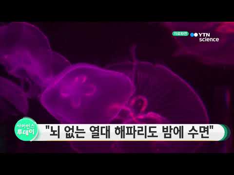 [사이언스 TV] 뇌 없는 열대 해파리도 밤에 잔다