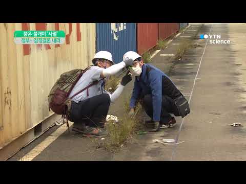 [사이언스 TV] 외래 붉은 불개미·여왕개미 사멸 잠정 결론