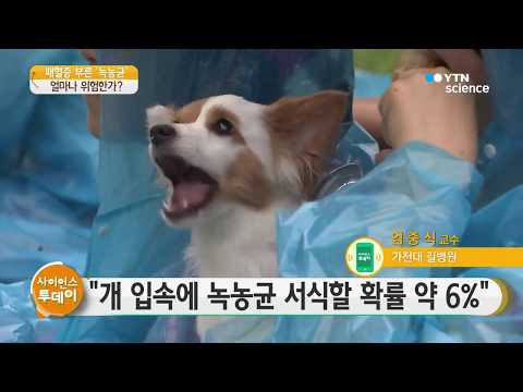[사이언스 TV] 패혈증 부른 '녹농균'…얼마나 위험한가?
