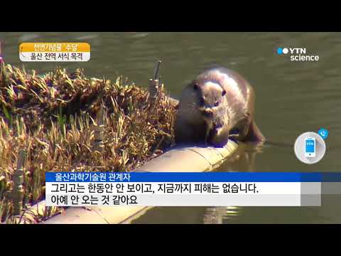 [사이언스 TV] 울산은 수달의 놀이터…학교, 공장, 섬에도 있어요