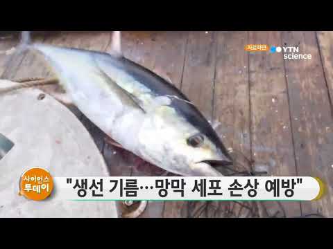 [사이언스 TV] 생선 기름, 망막 세포 손상 예방
