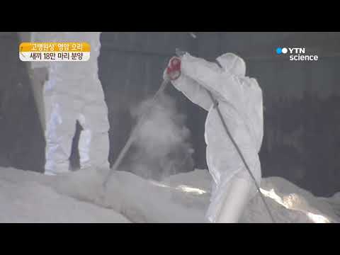 [사이언스 TV] 영암 오리 농장, 새끼 18만 마리 분양…확산 우려