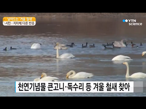 [사이언스TV] 날아드는 철새, 시민은 반갑고 지자체는 근심