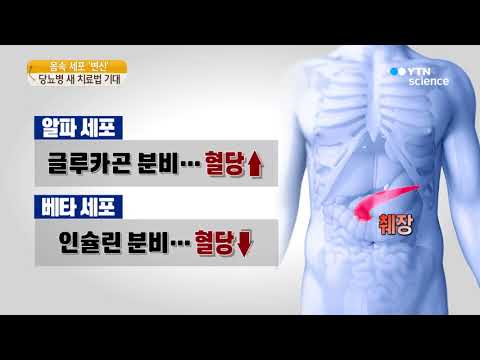 [사이언스TV] 당뇨병 완치 한발짝...'인슐린' 만드는 몸 속 세포