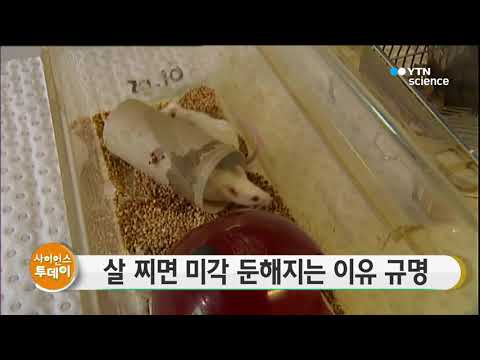 [사이언스TV] 살 찌면 미각 둔해지는 이유 규명