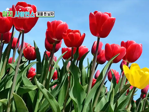 꽃을 든 남자
