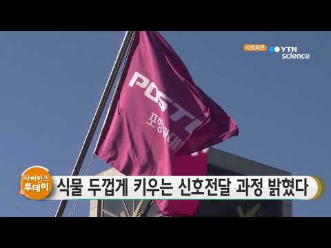 [사이언스TV] 식물 두껍게 키우는 신호전달 과정