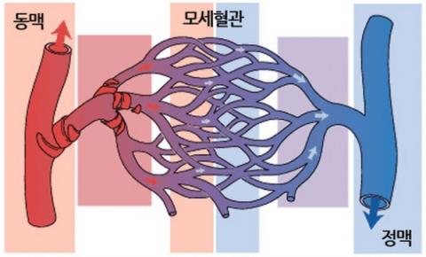 [사이언스타임즈] 치킨과 맥주가 ‘혈증(血症)’의 원인?