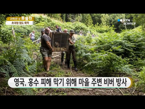 [사이언스TV] 초대형 댐도 뚝딱 '야생의 목수' 비버