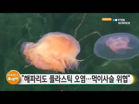 [사이언스TV] 해파리 플라스틱 검출, 해양 먹이사슬 위협