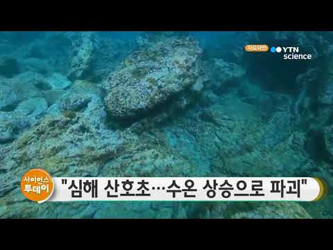 [사이언스TV] 심해 산호초, 수온 상승으로 파괴