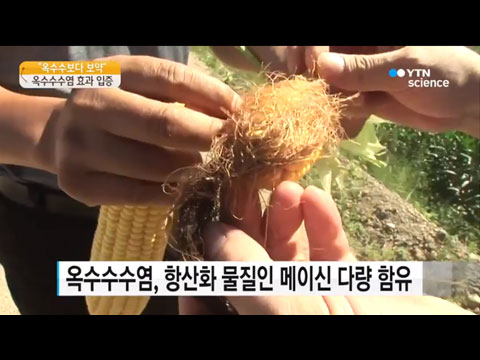 [사이언스TV] 옥수수보다 수염이 더 보약