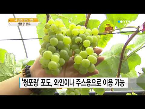 [사이언스TV] 10년의 결실 씨없는 포도 2종 신품종 등록