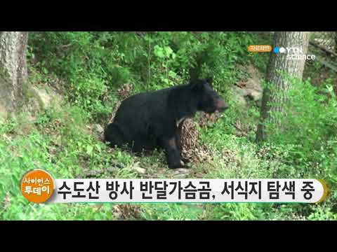[사이언스TV] 수도산 방사 반달가슴곰 서식지 탐색 중