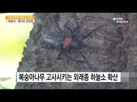 [사이언스TV] 日 외래종 하늘소 비상 복숭아·벚나무 초토화