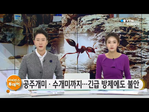 [사이언스TV] 공주개미·수개미까지 긴급 방제, 주민 불안