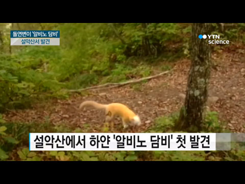 [사이언스TV] 설악산서 흰 담비 발견 다람쥐 이어 두번째 '알비노'