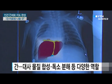 [사이언스TV] 간세포 지도 완성, 간 치료법 나올 것