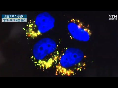 [사이언스TV] 토종 희귀 미생물서 '말라리아' 치료 해법 찾았다