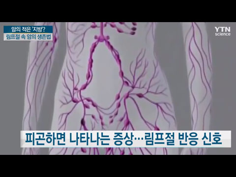 [사이언스TV] 암의 적은 지방, 림프절 속 암의 생존법