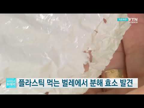 [사이언스TV] 플라스틱 먹는 벌레에서 분해 효소 발견