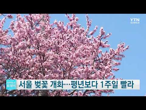 [사이언스TV] 서울 벚꽃 공식 개화 평년보다 1주일 빨라