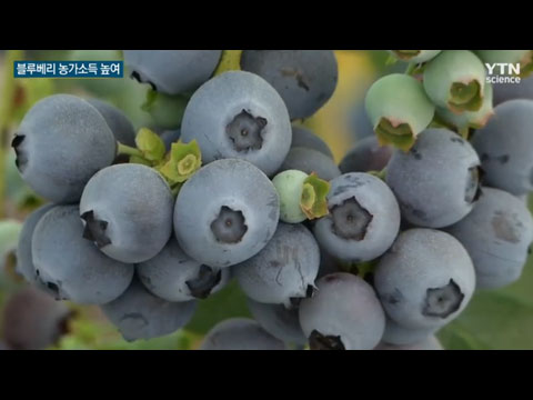 [사이언스TV] '블루베리'  농가소득 효자 노릇 '톡톡'