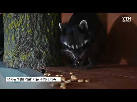 유기된 '애완 라쿤' 거둔 수의사 가족