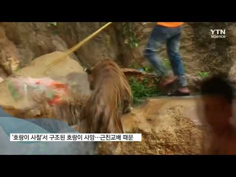 '호랑이 사찰'서 구조된 호랑이 절반 사망, 근친교배 때문