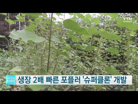 생장 2배 빠른 포플러 '슈퍼클론' 개발