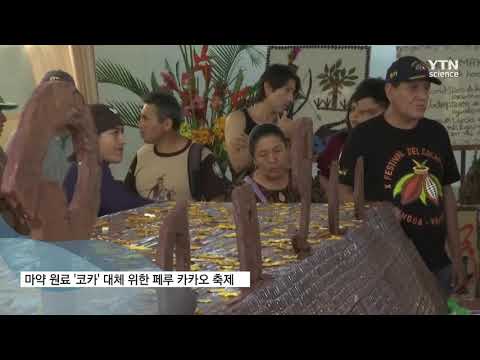 '코카인 재배 막자' 페루에서 열린 카카오 축제
