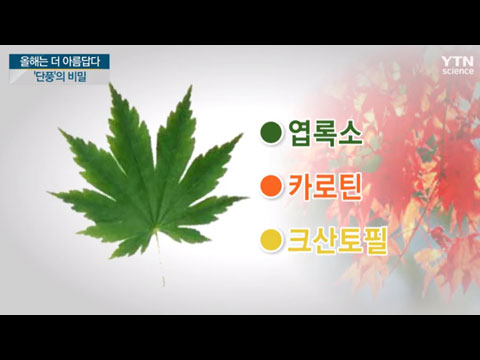 올해 더 아름다운 단풍, 고운 빛깔의 비밀은
