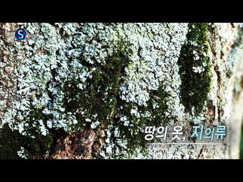 땅의 옷, 지의류